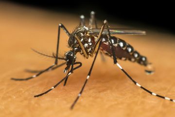 Dengue: Suzano e Mogi Lideram Casos e Mortes na Região do Alto Tietê neste Ano