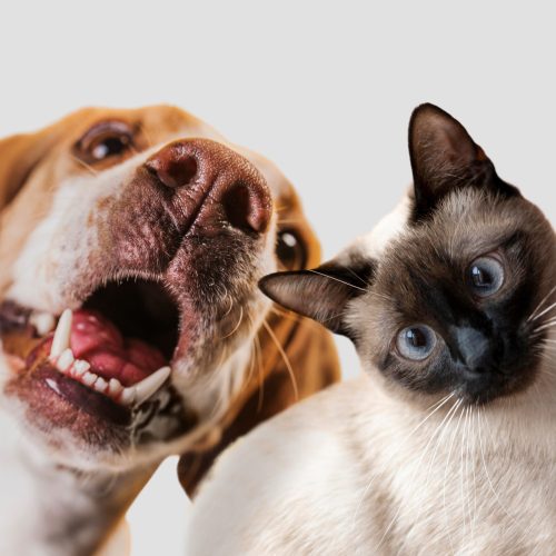 Adota Pet: Shopping Piracicaba estreia evento mensal de adoção responsável e cuidado com animais
