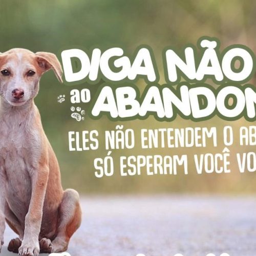 Férias de Julho: Diga não ao abandono de animais – “Eles não entendem o abandono. Só esperam você voltar.”