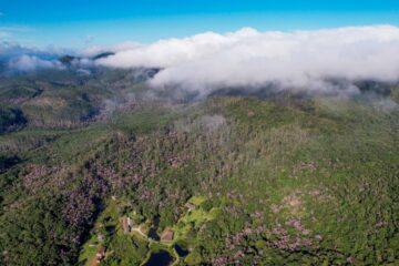 Condemat+ assegura R$ 7,4 milhões para iniciativa de revitalização ambiental no Alto Tietê