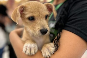 Evento de adoção de animais acontece neste sábado no Patteo Urupema Shopping em parceria com o Grupo Fera