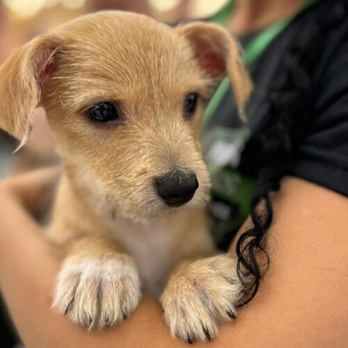 Evento de adoção de animais acontece neste sábado no Patteo Urupema Shopping em parceria com o Grupo Fera