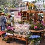 Festival de Flores e Licores agita Guararema neste final de semana